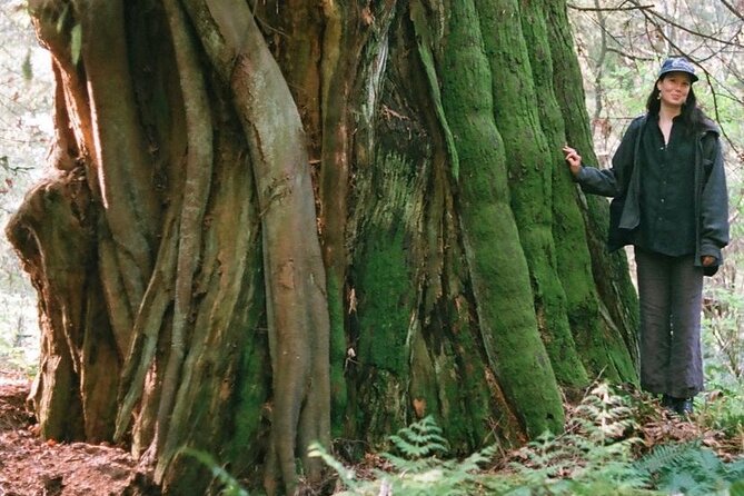 Ancient Trees of Vancouver Walking Tour - Walking Stanley Parks ancient trees, without the city getting in the way