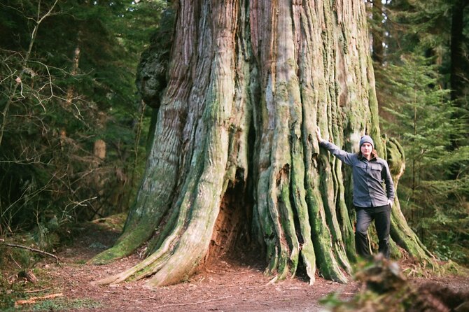 Ancient Trees of Vancouver Walking Tour - The big trees you will meet in Stanley Park (cedars, Douglas fir, and a maple claim)