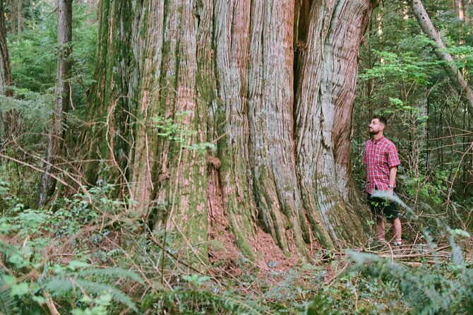 Ancient Trees of Vancouver Walking Tour - Old-growth ecology, nurse logs, slow time, and why 3 hours fly by