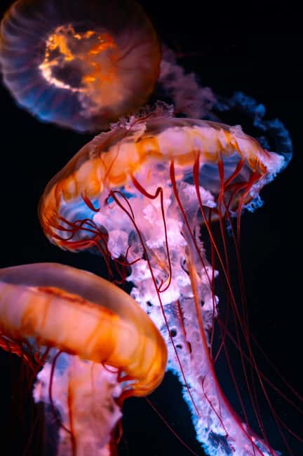 Aquarium & StanleyPark+20 Gem Spots+City/Vip Car+Small Group - Why This Stanley Park and Aquarium Plan Works in 3 Hours