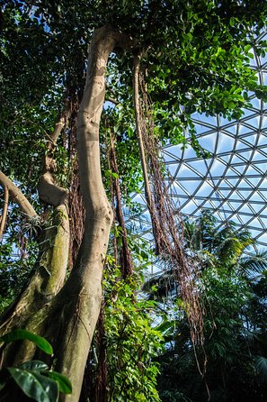 Bloedel Conservatory Admission Ticket - Getting there with minimal stress: mobile tickets and transit options