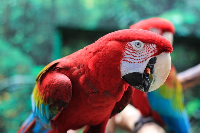 Bloedel Conservatory Admission Ticket - What I’d pair it with nearby: a calm indoor plan plus easy extras