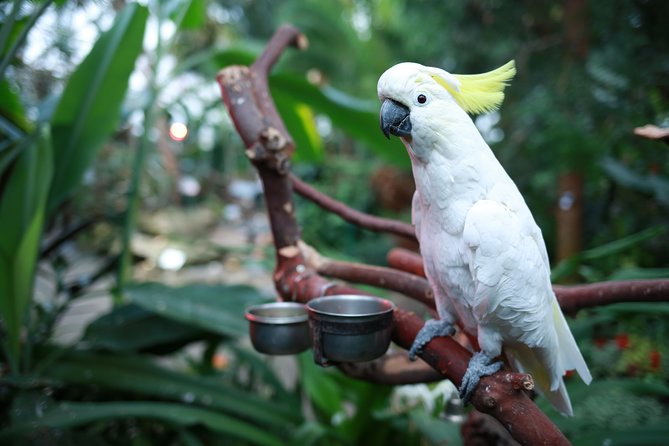 Bloedel Conservatory Admission Ticket - Should you book Bloedel Conservatory tickets?
