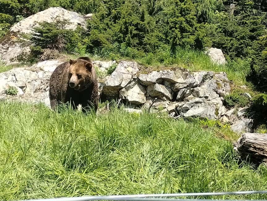 Capilano Br+Grouse Mtn+Dam+Lake&Hatcher/5in1/Small Group/Car - Grouse Mountain grizzlies and the choice-based peak experience