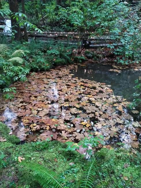 CAPILANO BR+GROUSE Mtn+STANLEY P+DAM+LAKE+HATCHERY/CAR/9in1 - Practical value: what $240 buys you in Vancouver time