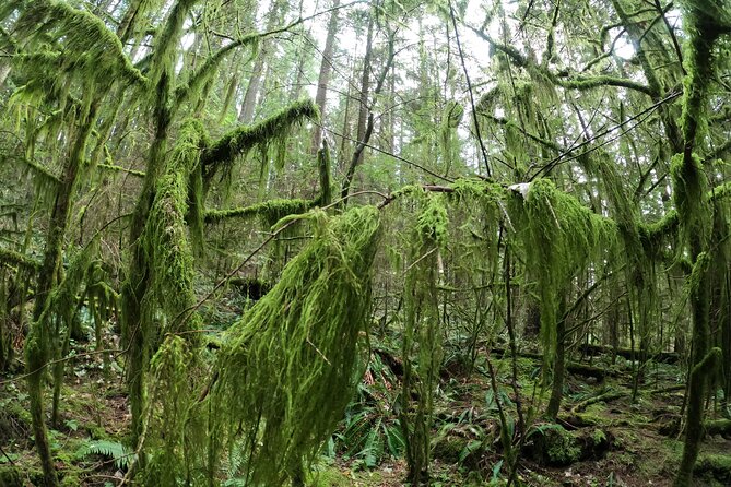 Capilano Suspension Bridge Canyon Lights & 4 Top highlights - Capilano River Regional Park, Capilano Lake, and Cleveland Dam