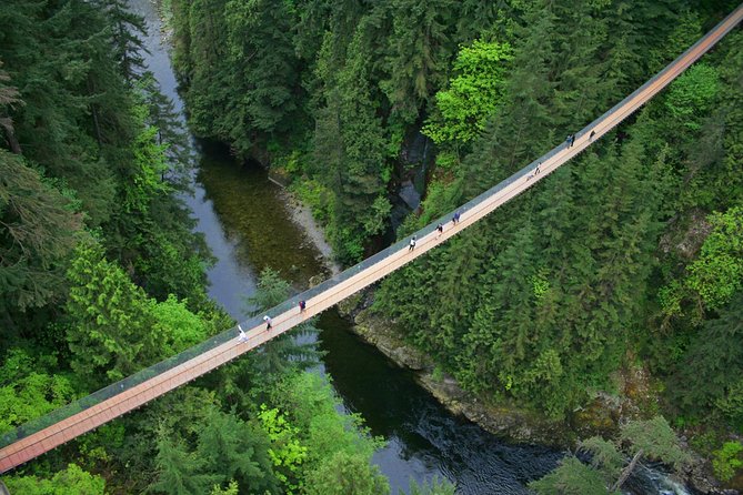 Capilano Suspension Bridge + Grouse Mountain Tour - Grouse Mountain Skyride and the resident grizzlies: peak views with real personality