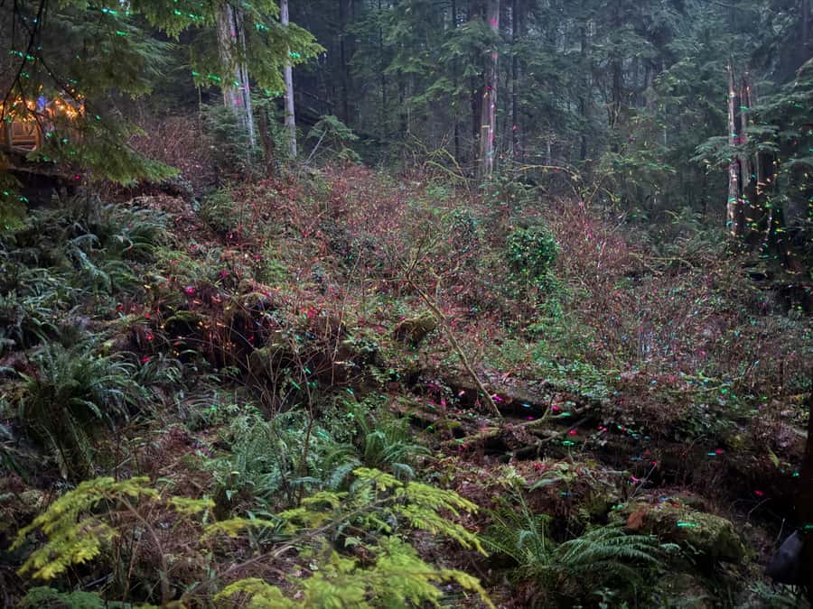 Capilano Suspension Bridge/Private/Small Group/By LUX CAR - Cliffwalk along granite cliffs, for drama and perspective