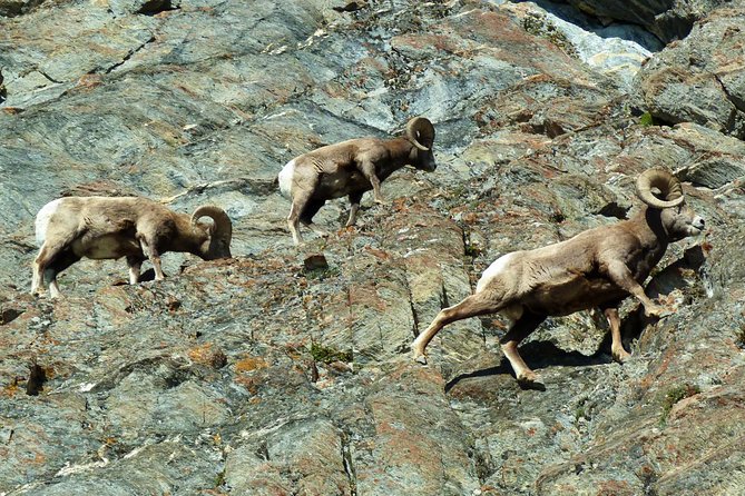 Caribou - Discover the Best of the Rockies (8-Days) - Banff is your free day, use it for hiking or a planned adrenaline option