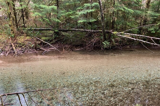 Experience the Beauty of Vancouver’s Forests by Bike/E-Bike - Who This Vancouver Forest Tour Fits Best