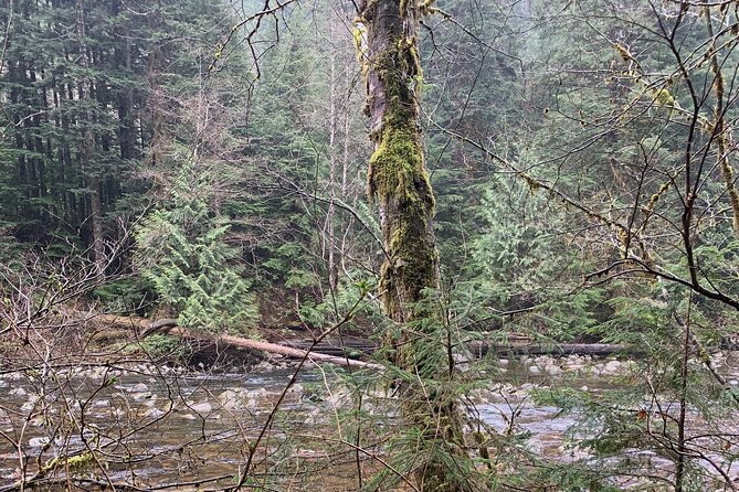 Experience the Beauty of Vancouver’s Forests by Bike/E-Bike - Should You Book This Bike or E-Bike Forest Tour?