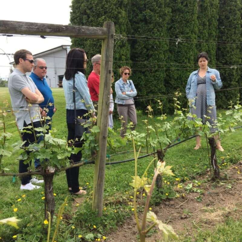 From Vancouver: Fraser Valley Wine Tour with Local Tastings - Price and value at $131 per person