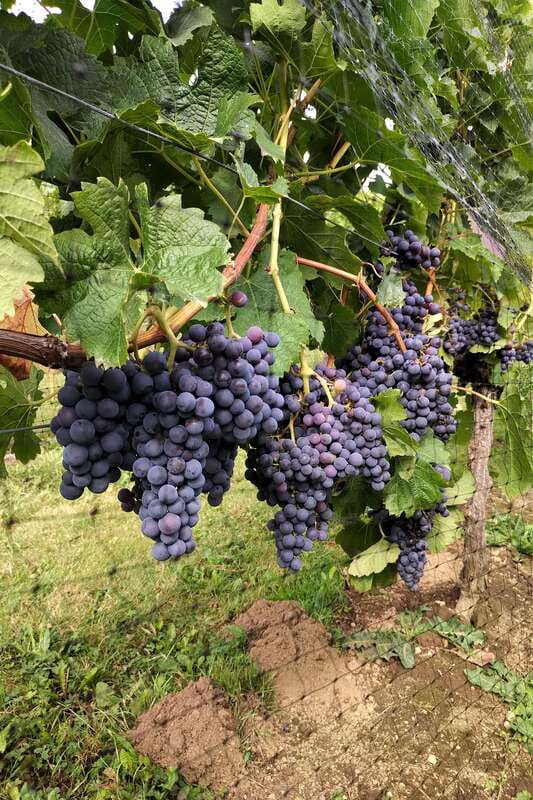 From Vancouver: Half-Day Fraser Valley Wine Tour - A Note on the Guide, Based on Real Patterns