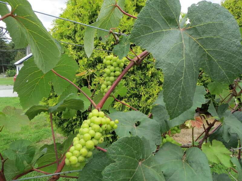 From Vancouver: Half-Day Fraser Valley Wine Tour - Stop 1: Backyard Vineyards, Where You Start With What You Want