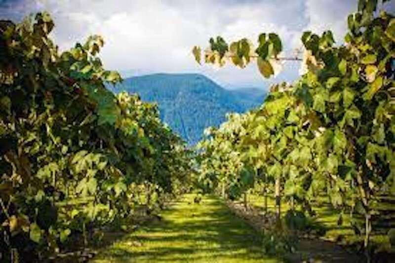 From Vancouver: Half-Day Fraser Valley Wine Tour - If Time Allows: Bonus Wineries You Can Catch On Open Hours