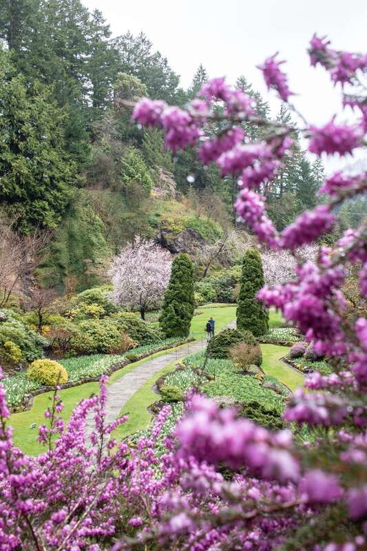 From Vancouver: Victoria, BC Ferry, Butchart Gardens Tour - Optional afternoon tea at the garden restaurant (season-limited)