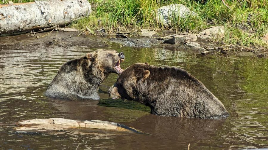 Grouse Mnt+StanleyPark+Hatchery+Cleveland Dam+LynnCanyonTOUR - Quick Take: What Makes This North Shore Tour Worth Your Time