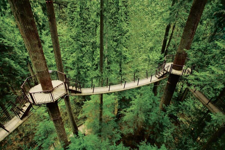 Grouse Mountain, Capilano Bridge & Fish Hatchery Tour - Capilano Suspension Bridge Park: old-growth forest, Cliffwalk, and Treetops
