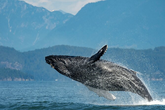 Intimate West Coast Whale Watching - Partly-Sheltered - Key Highlights at a Glance