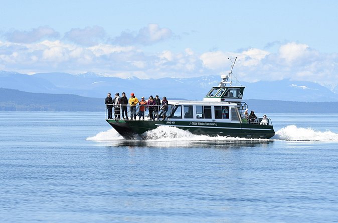 Intimate West Coast Whale Watching - Partly-Sheltered - What You Might See: Humpbacks Up Close, Plus Possible Orcas