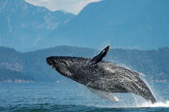 Intimate West Coast Whale Watching - Partly-Sheltered - Price and Value: Is $169.34 Worth It?