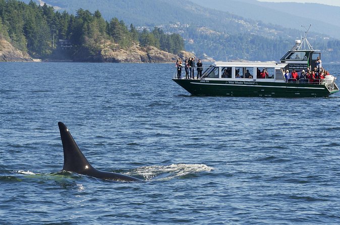 Intimate West Coast Whale Watching - Partly-Sheltered - What to Bring for a Comfortable Half-Day at Sea