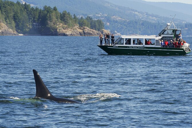 Intimate West Coast Whale Watching - Partly-Sheltered - Why the Boat Experience Feels Personal (Not Cattle-Car Racing)
