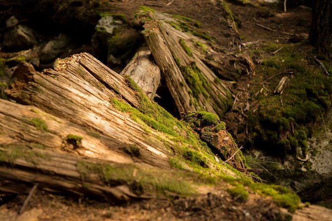 Mesmerizing Nature Walk in Lynn Canyon Park - Timing and pacing: making a 3-hour walk enjoyable