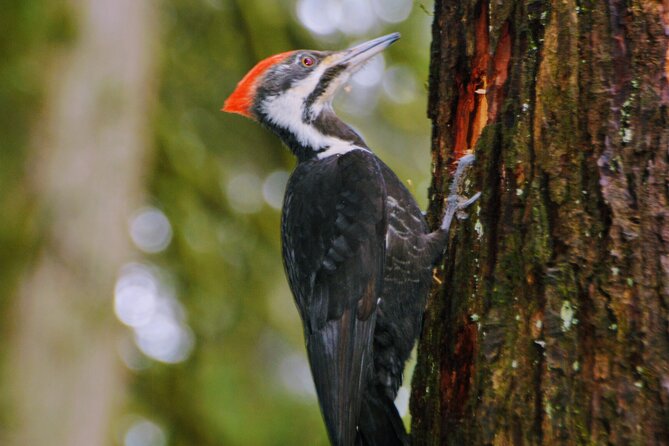 Photography, Gondola & Snowshoeing - Culture talk and why it changes the hike