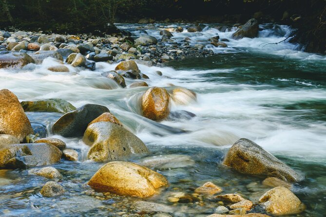 Photography in Rainforest & Suspension Bridge - Comfort on the trail: easy walking, wet stairs, and pacing