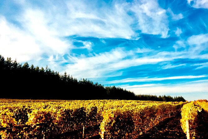 Premium Fraser Valley and White Rock Private Wine Tour - Key reasons this tour works