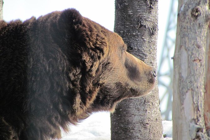 Private Tour: Capilano Suspension Bridge and Grouse Mountain - Should you book this Capilano and Grouse combo?