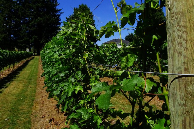 Private Tour: Vancouver Half Day Wine Tasting Tour - If your afternoon includes the “Fraser Valley classic” wineries