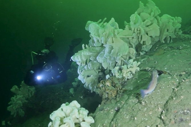 Scuba Dive Boat Charter in Vancouver (Certified Divers Only!) - Key Things Worth Knowing Up Front