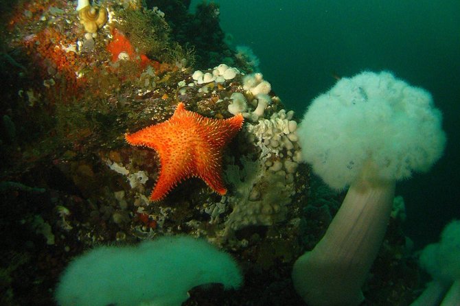 Scuba Dive Boat Charter in Vancouver (Certified Divers Only!) - Meeting at Horseshoe Bay, Then Getting Set Up Without Stress