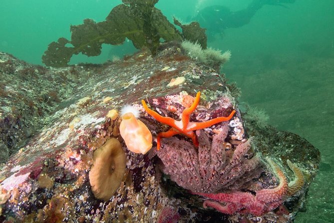 Scuba Dive Boat Charter in Vancouver (Certified Divers Only!) - Rock Beds, Wall Habitat, and the Chances for Seals and Octopus