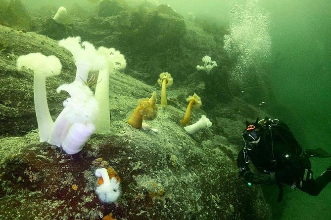 Scuba Dive Boat Charter in Vancouver (Certified Divers Only!) - Price and Value: What $112.62 Gets You, and What Costs Extra