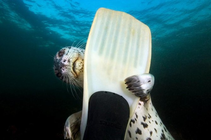 Snorkel, Kayak, and Seal Adventure: Vancouver Boat Tour - Key Things You Should Know Before You Go