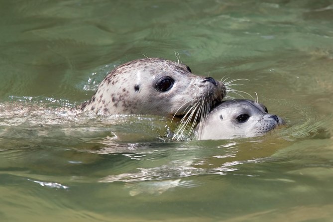 Snorkel, Kayak, and Seal Adventure: Vancouver Boat Tour - Price, Group Size, and What Your Money Actually Buys