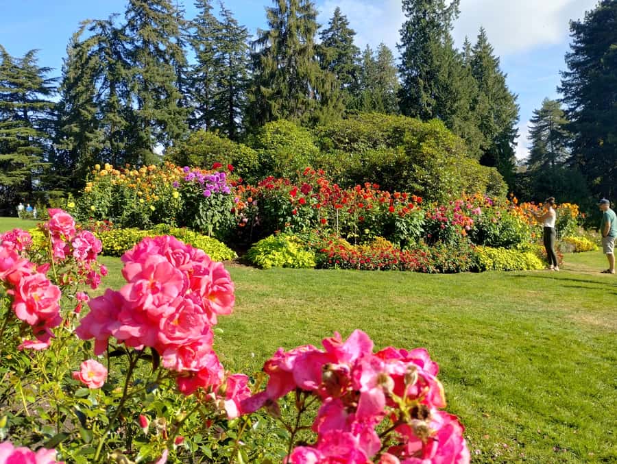 Stanley Park CarTour:SmallGroup/Comfort&CheaperThan BikeTour - Rose Garden and Pavilion: the calm start that sets up the day