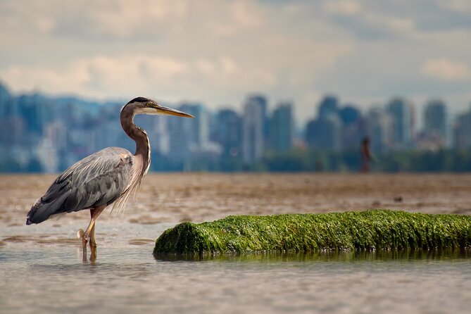 Stanley Park Self Guided Bike Tour - Sea Wall First: Downtown Views and the Easy Victory Lap