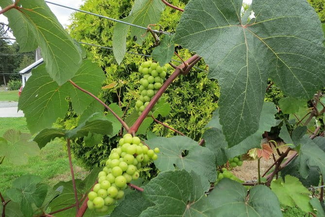The Fraser Valley Winery Tour - Key Points Worth Noting