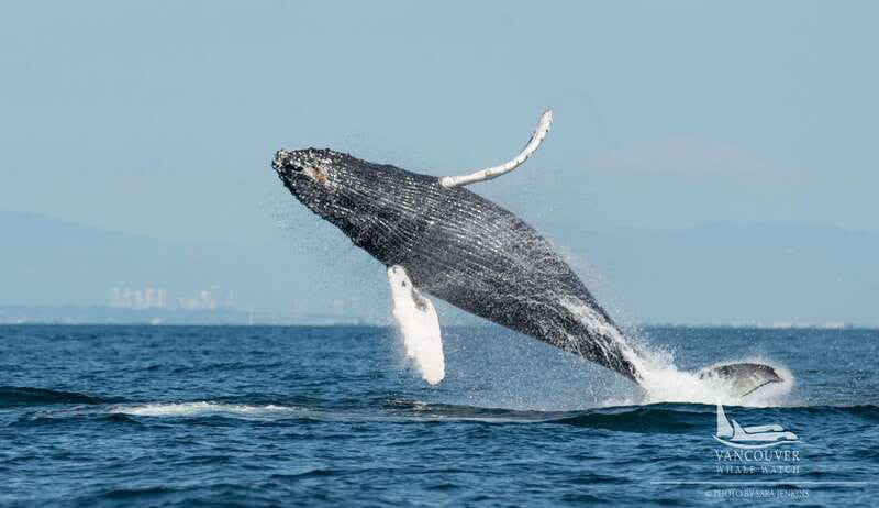 Vancouver, BC: Whale Watching Tour Small Zodiac with Guide - How the 3 to 5 hour whale hunt actually plays out