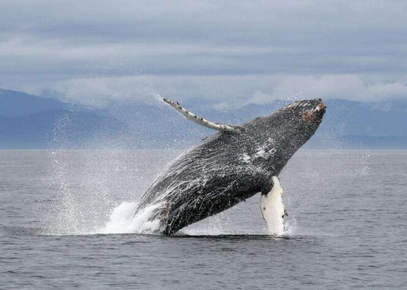 Vancouver, BC: Whale Watching Tour with Guide - Key highlights worth planning around