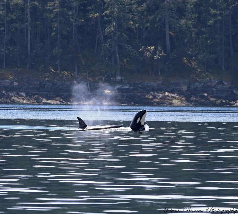 Vancouver, BC: Whale Watching Tour with Guide - Getting out on the water: what the cruise feels like in real time