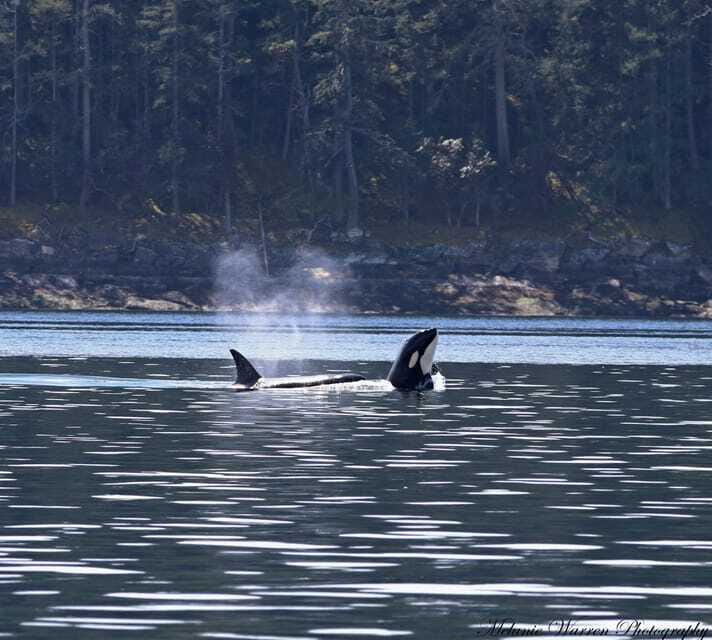 Vancouver, BC: Whale Watching Tour with Guide - Comfort and safety on a fast modern whale vessel