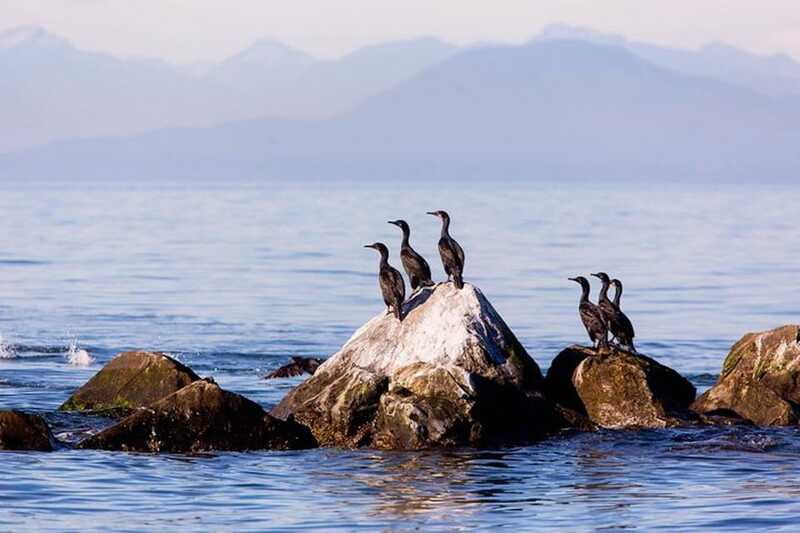 Vancouver, BC: Whale Watching Tour with Guide - How long it really takes, and what to do before and after