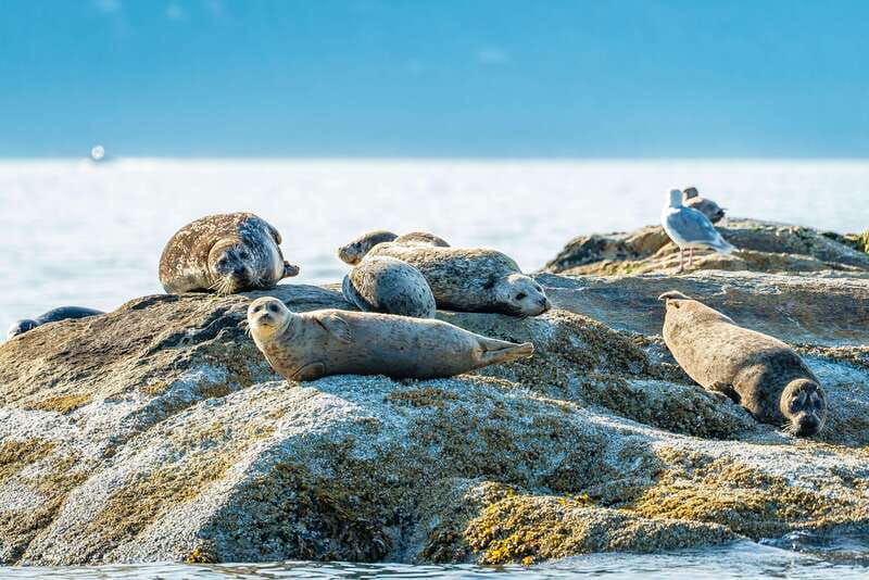 Vancouver: Boat to Bowen Island on UNESCO Howe Sound Fjord - Should you book the Vancouver to Bowen Island seal and fjord cruise?