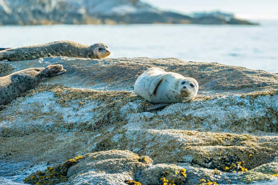 Vancouver: City and Seal Boat Tour - What to wear, what to expect in rougher water