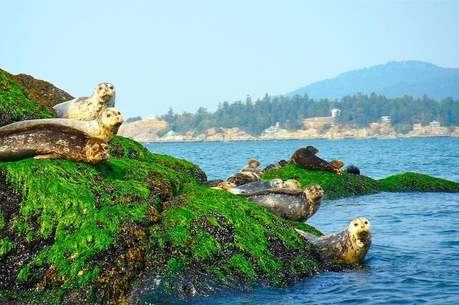 Vancouver City and Seal Colony Scenic Boat Tour - Where your Vancouver adventure starts: Granville Island and Mast Tower